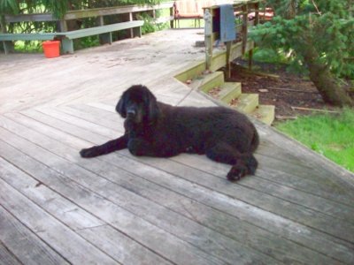 [The Dog[2].jpg]