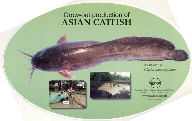 [Grow-out Production of Asian catfish[4].jpg]