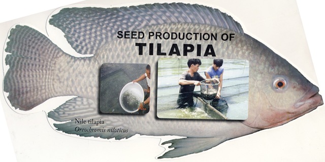 [Seed Production of Tilapia[5].jpg]