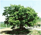 Tree of Gunwi  Zelkova Tree