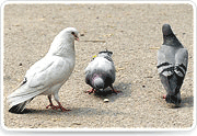 Yeongcheon City Bird-Pigeon