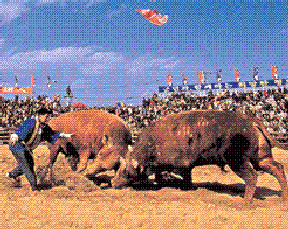 Cheongdo Bullfighting Festival 01