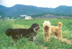 Sapsalgae(The native dog of Korea) in Gyeongsan 01