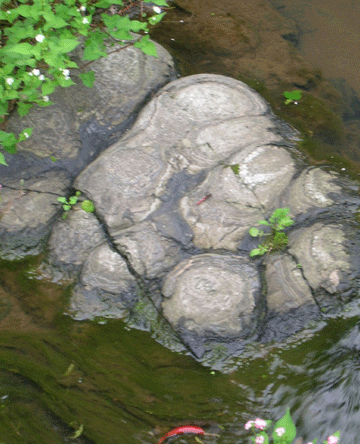 [StromatolitefossilsinEunHoLiGyeong5.gif]