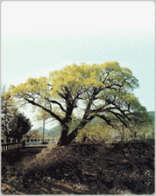 Cheongdo Willow in Gakbuk-myeon