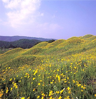 Daegu Bullo-dong Ancient Tomb Park