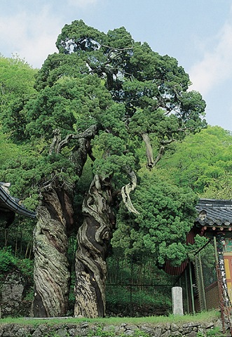[800-Year-Old Double Aromic Trees of Songgwangsa Temple[5].jpg]