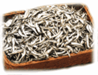 Uljin silver anchovy