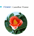 Ulleung gun Flower Camellia gif