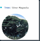 Ulleung gun Tree Silver Magnolia