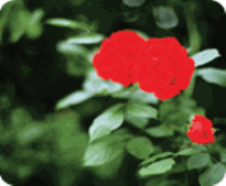 Pohang Official flower of the city – Rose