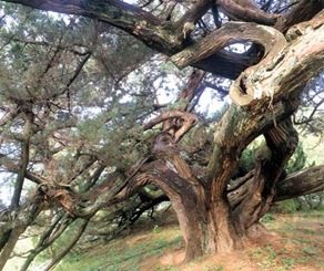Cheongsong Chinese juniper tree in Andeok-myeon 01