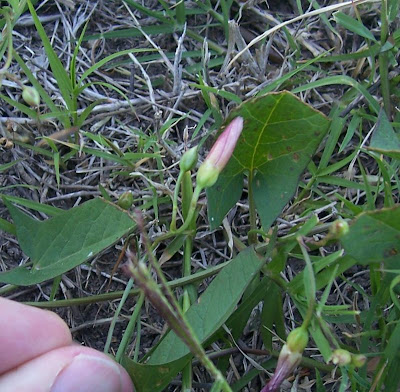 Corda-de-viola Corda-de-viola