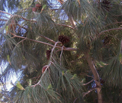 Aleppo Pine, Pinus halepensis Aleppo Pine, Pinus halepensis