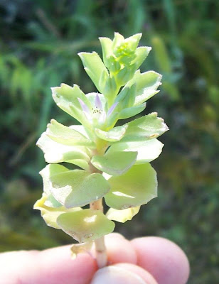 Borracina spinosa Borracina spinosa