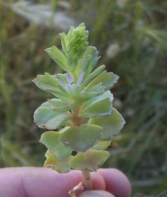 Borracina spinosa Borracina spinosa