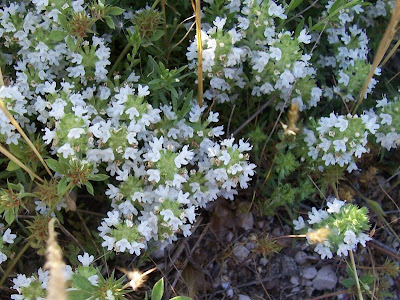 Thymus spinulosus Ten.