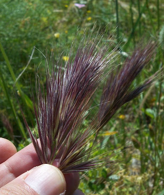 Brome rougeātre Brome rougeātre