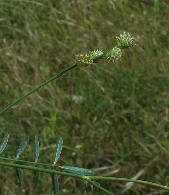 Cockscomb Sainfoin