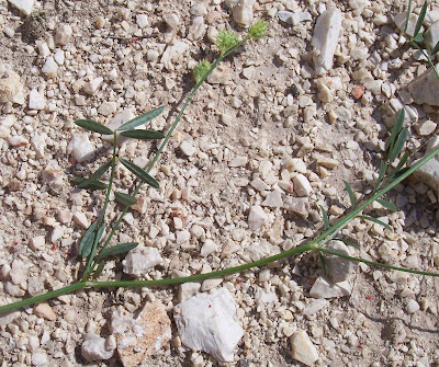 Cockscomb Sainfoin