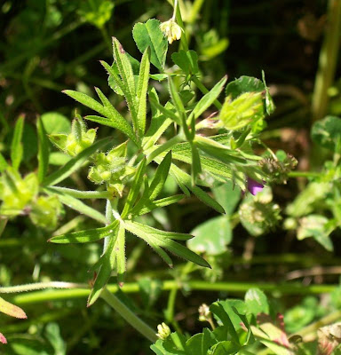 G�ranium � feuilles d�coup�es
