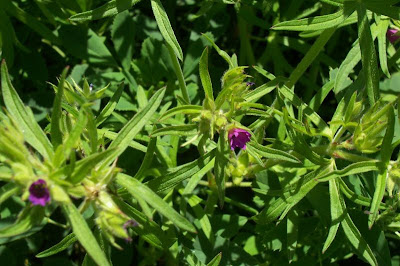 G�ranium � feuilles d�coup�es