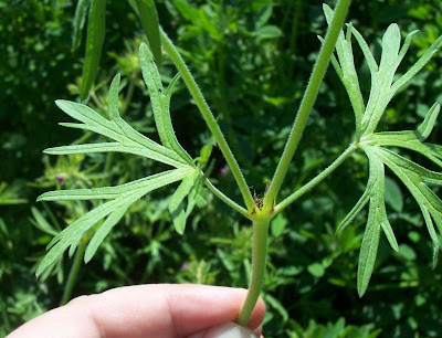 G�ranium � feuilles d�coup�es