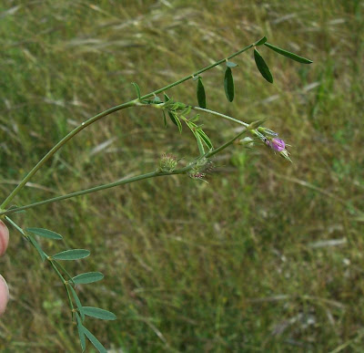 Cockscomb Sainfoin