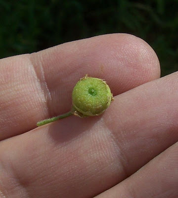 Bull mallow
