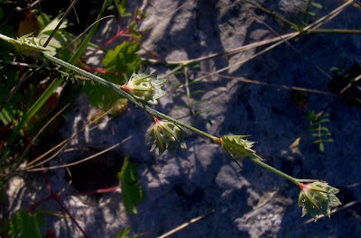Flattened prickles sainfoin Flattened prickles sainfoin