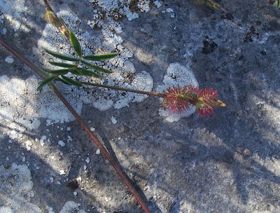 Cockscomb Sainfoin