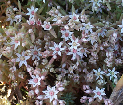 Borracina glauca Borracina glauca