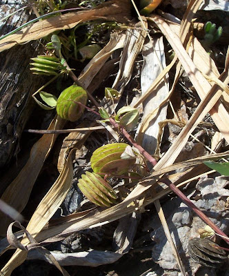 Erba medica orbicolare Erba medica orbicolare