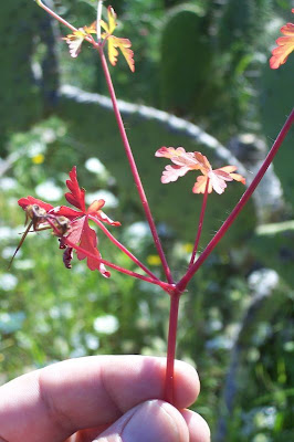 Geranio purpureo Geranio purpureo