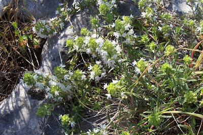 Thymus spinulosus Ten.
