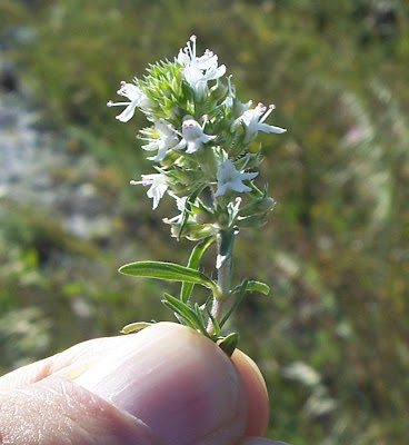 Thymus spinulosus Ten.