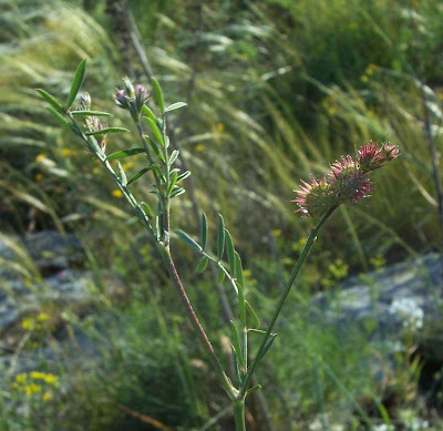 Cockscomb Sainfoin