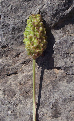 Garden burnet