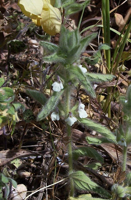 Sideritis romana L.