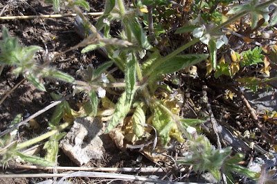 Sideritis romana L.