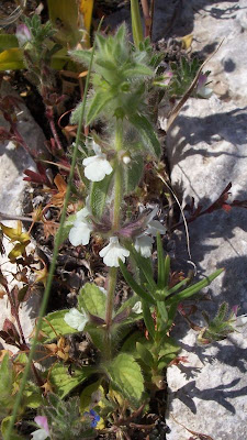 Sideritis romana L.