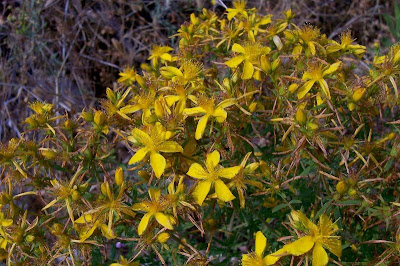 Common St. Johnswort Common St. Johnswort