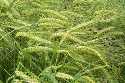 Cereal barley Cereal barley