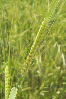 Cereal barley Cereal barley