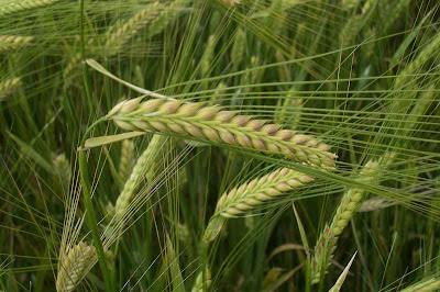 Cereal barley Cereal barley
