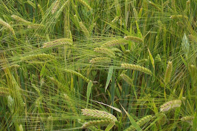 Cereal barley Cereal barley