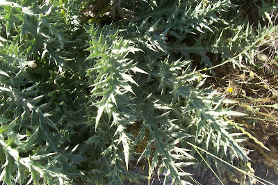 Atractylis gummifera,
acanthomastich,
Masticogna laticifera,
Pine Thistle,
pseudomastich Atractylis gummifera,
acanthomastich,
Masticogna laticifera,
Pine Thistle,
pseudomastich