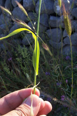 Bristly dogstail grass Bristly dogstail grass