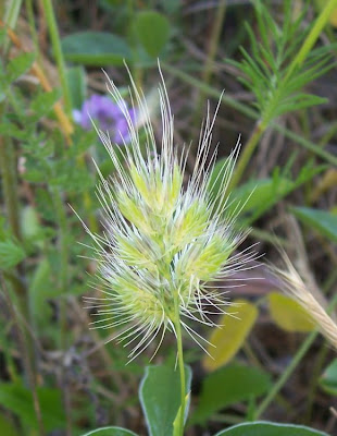 Bristly dogstail grass Bristly dogstail grass