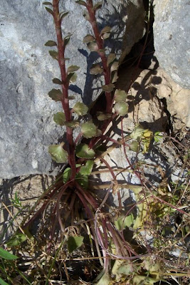 Umbilicus horizontalis,
Little Pennywort,
Narrow Navelwort,
Ombelico di Venere minore